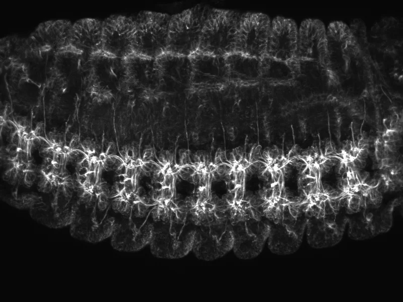 Developing nervous system