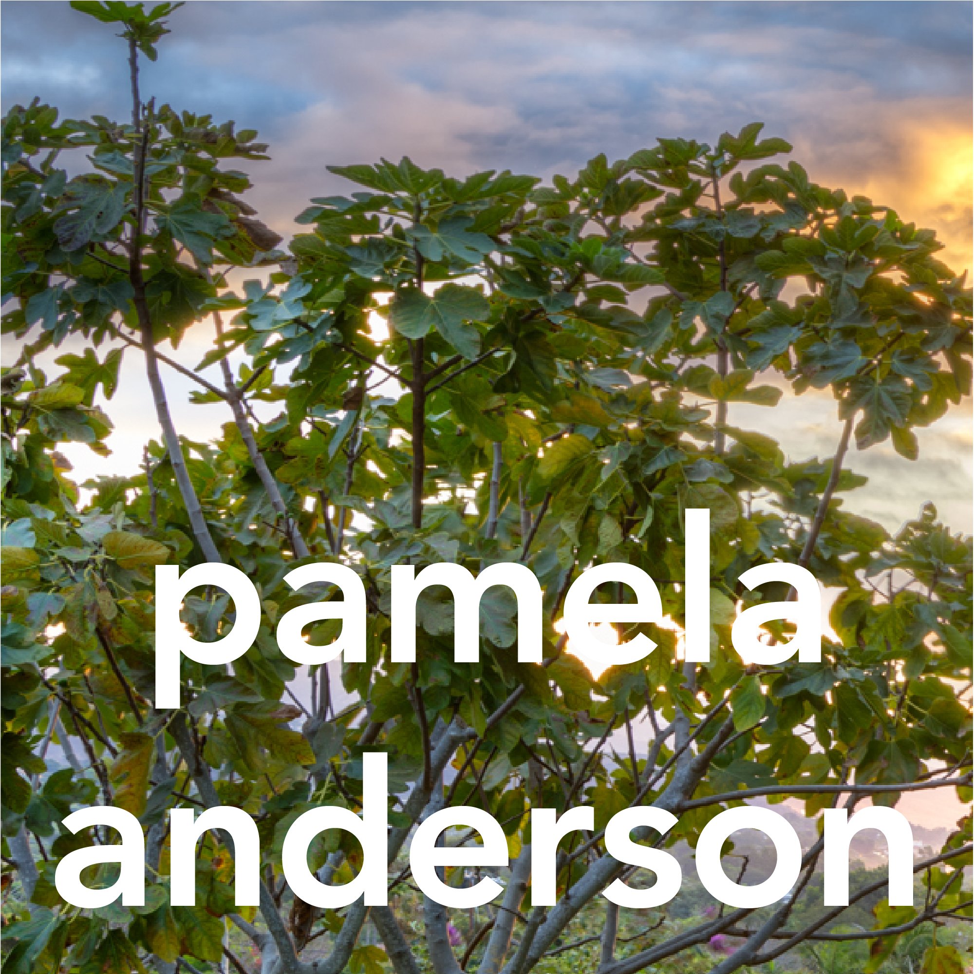 2a_pamela-anderson.jpg