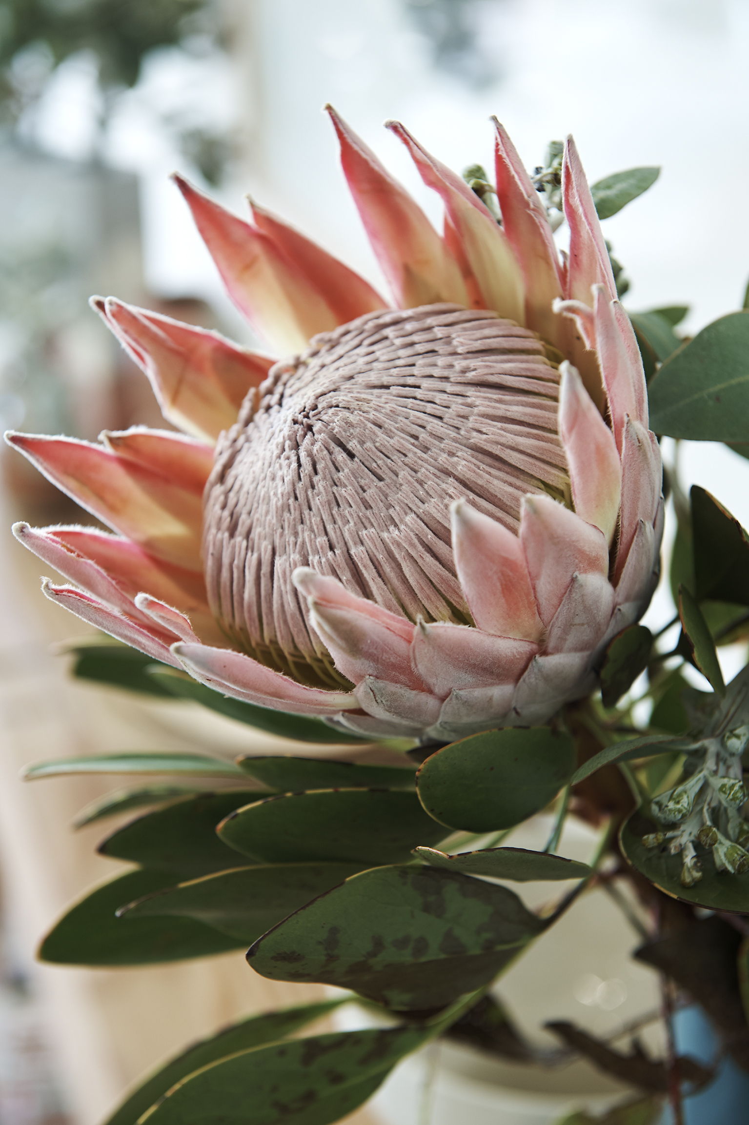 Australian natives, king proteas and gum foliage added a pretty feel to the space and complimented the raw and true theme.