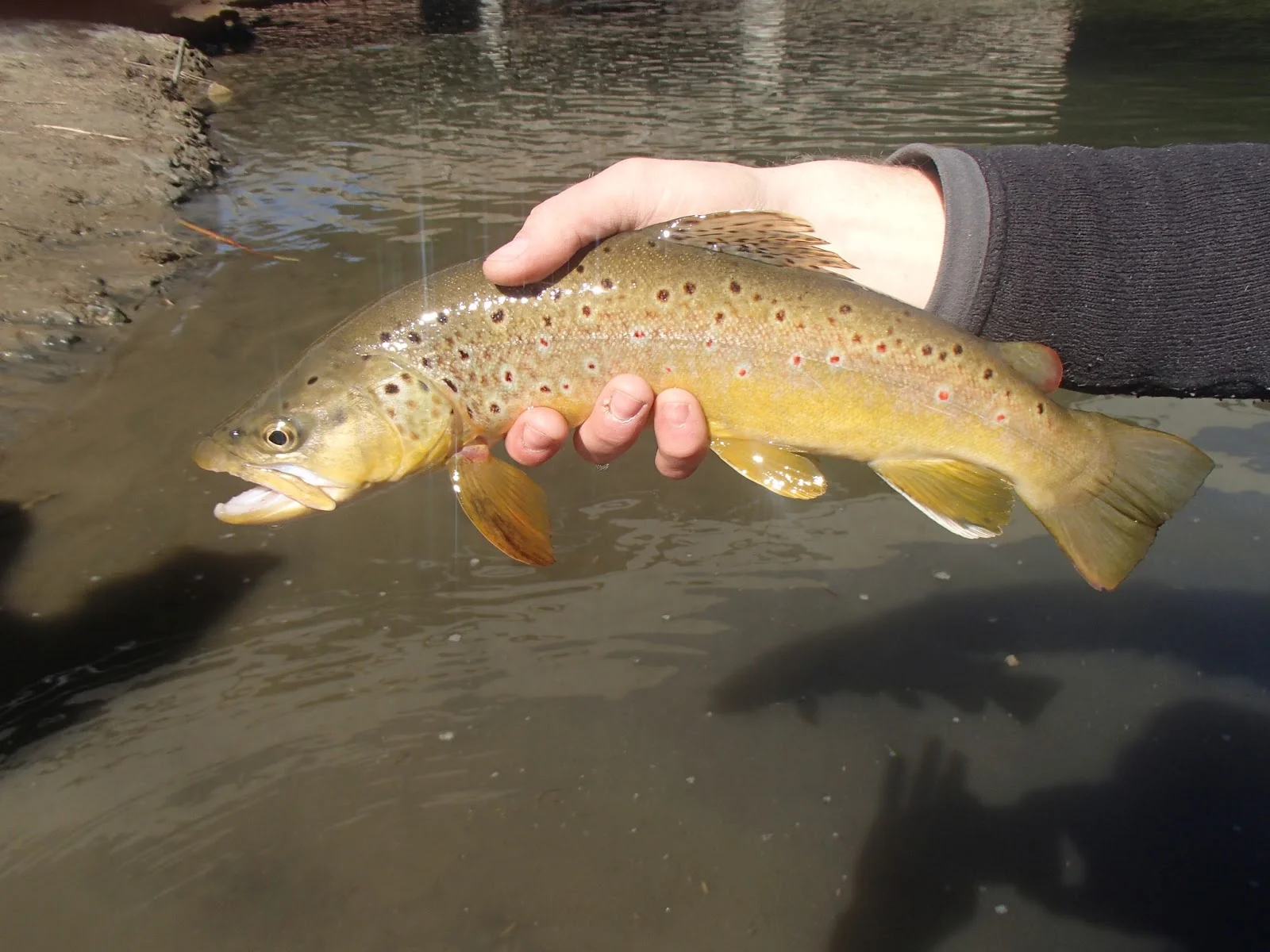 P4010216.jpg