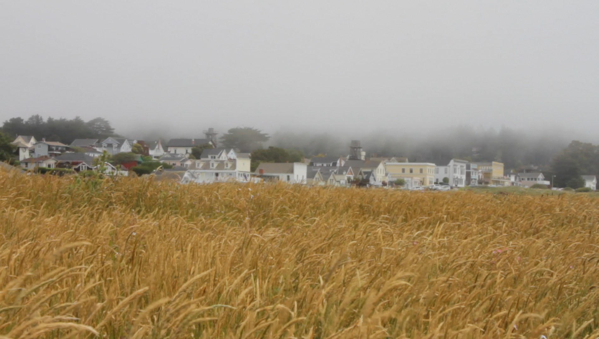 Mendocino Breezy Fields with Fog Above Homes