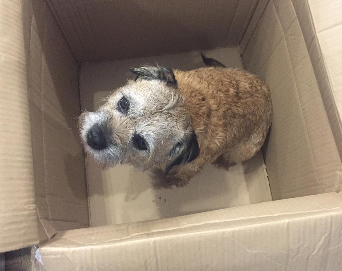 jake-in-a-box.jpg