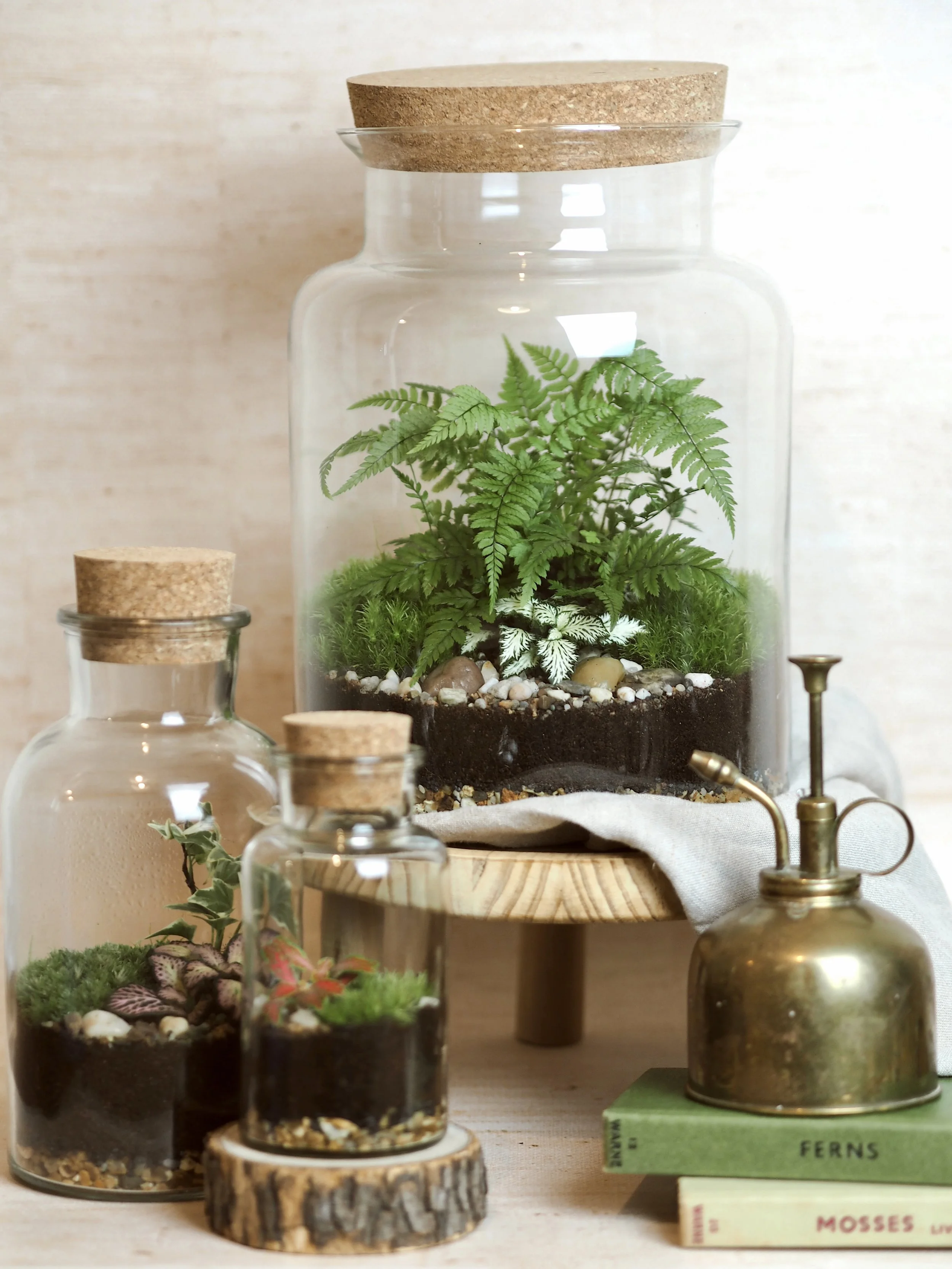 Large, medium and mini jar terrarium.jpeg