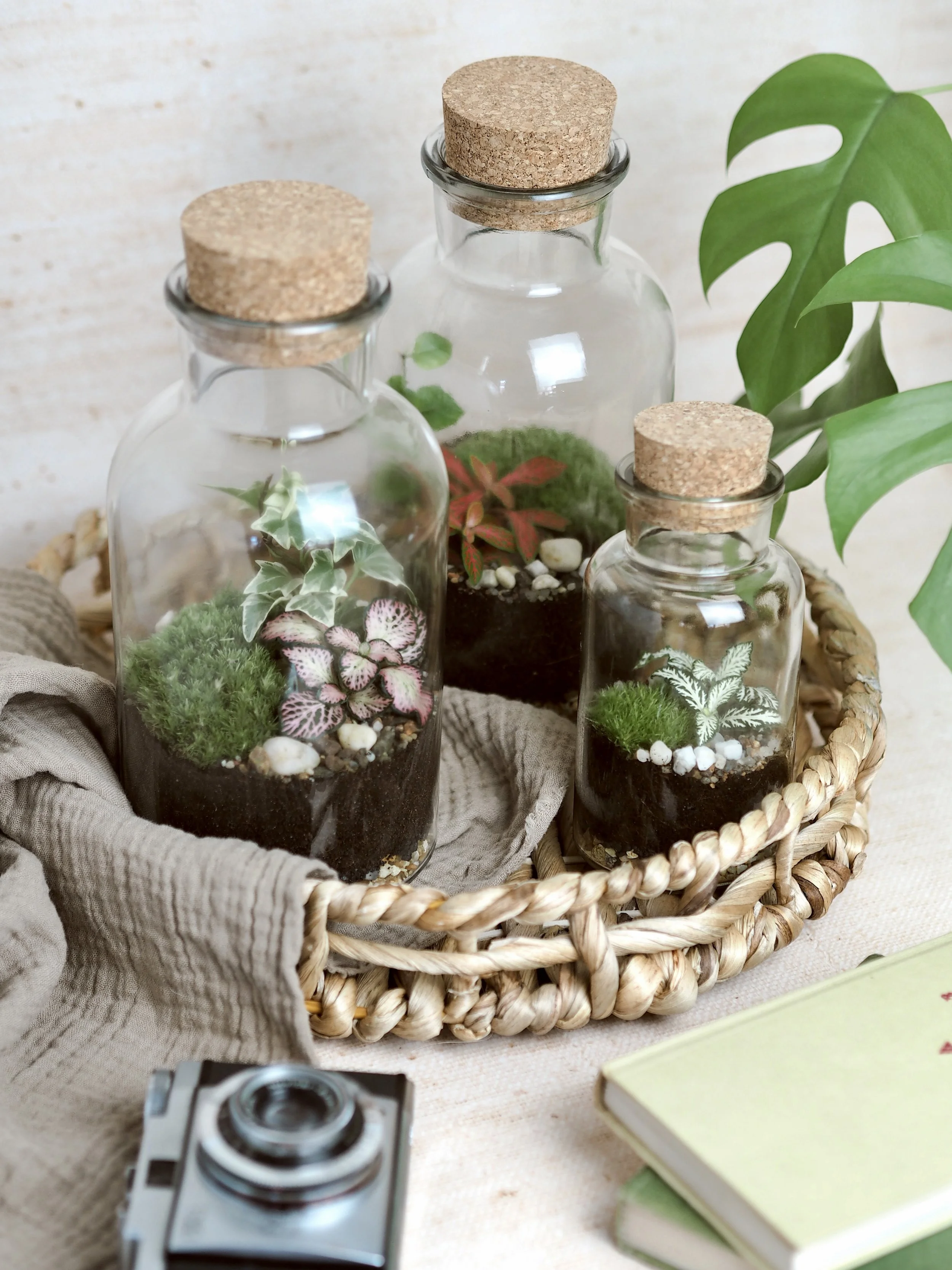 Medium and mini terrariums.jpeg