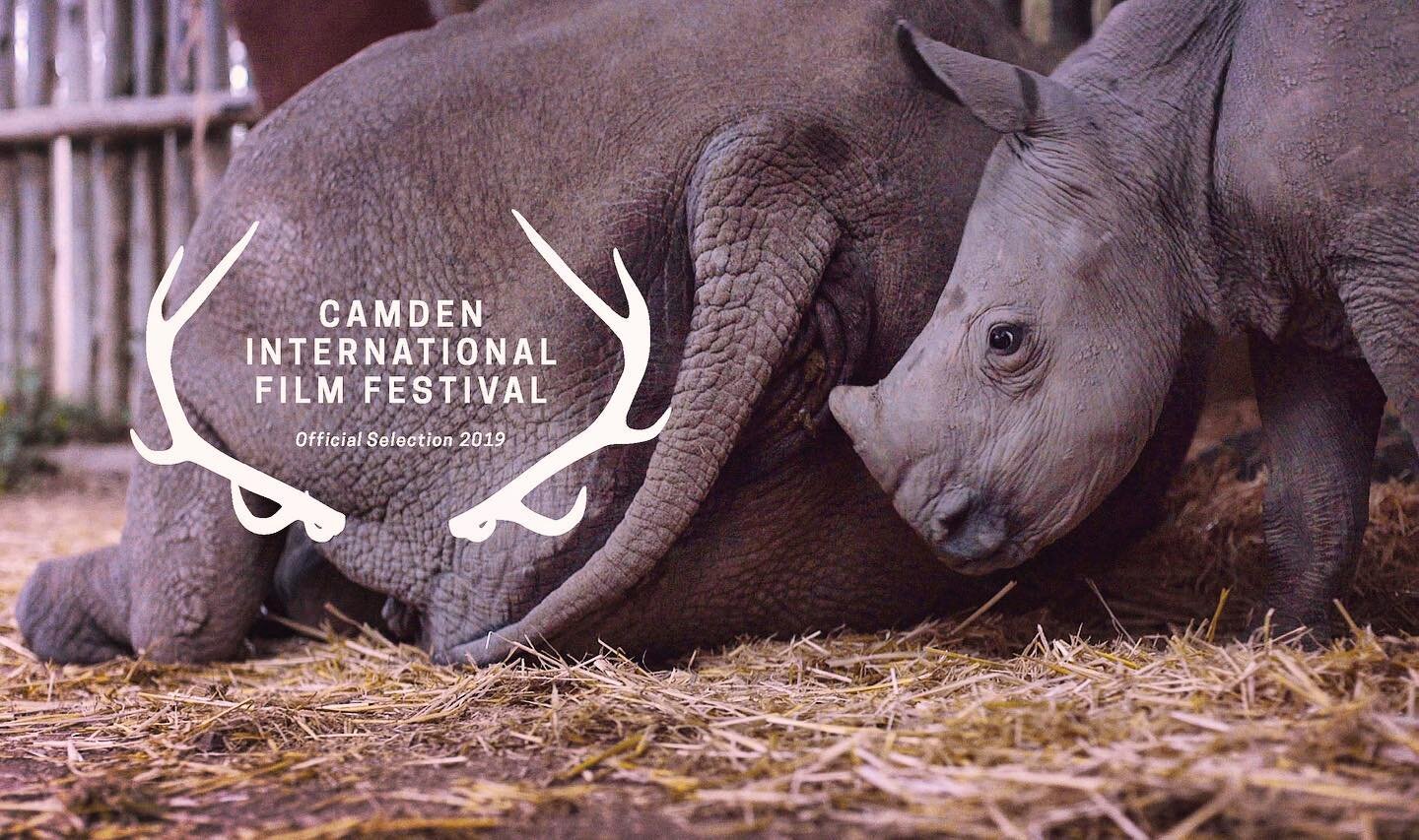 Much like Ringo would learn 2 seconds later from Sudan, we had no idea our experience at @camdeniff would be such a BLAST! It&rsquo;s our first time here in Maine and KIFARU is having it&rsquo;s New England Premiere Sept 15th, 7:30pm at Camden Opera 