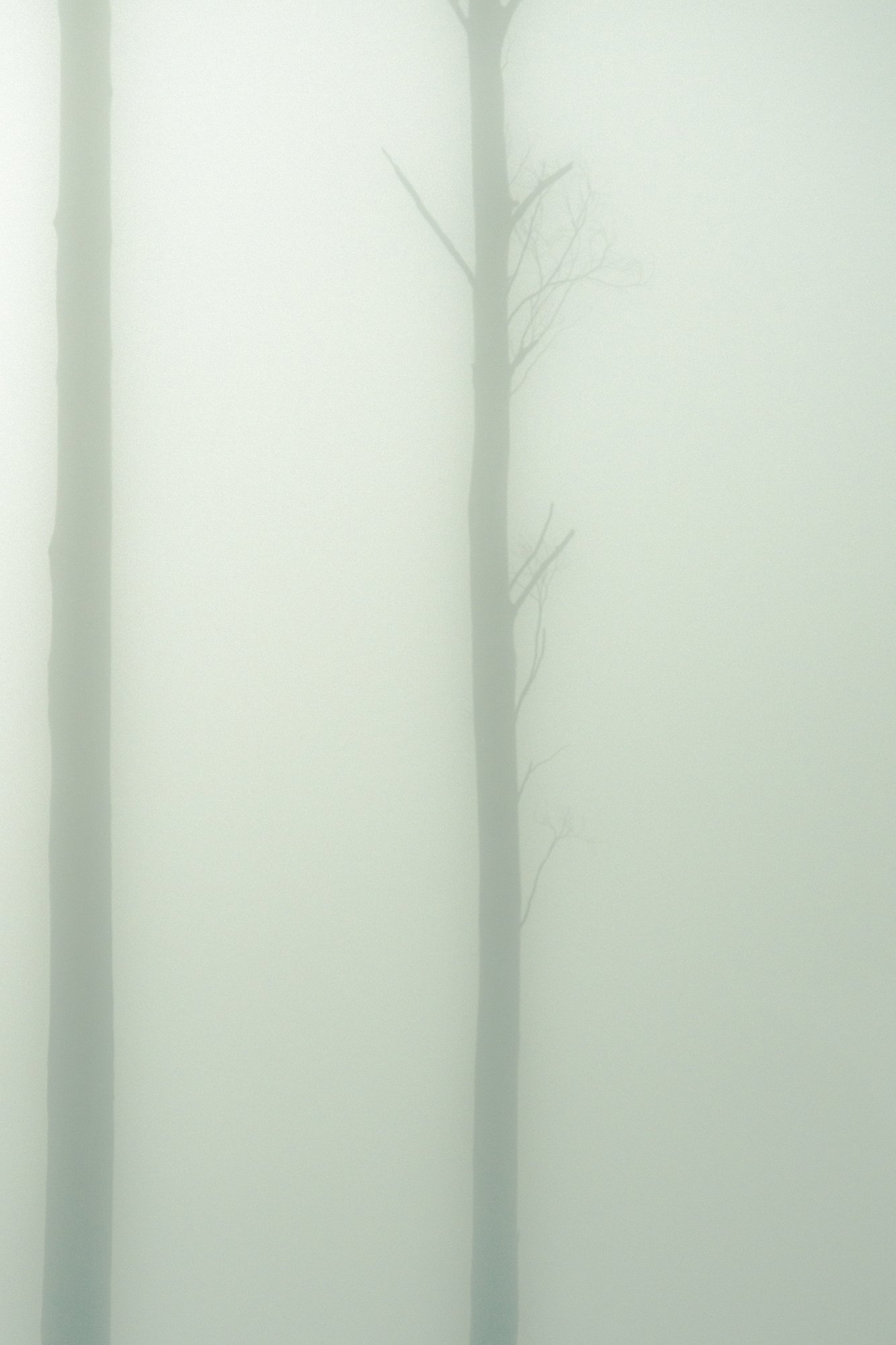 The Mist-7208-Edit.jpg