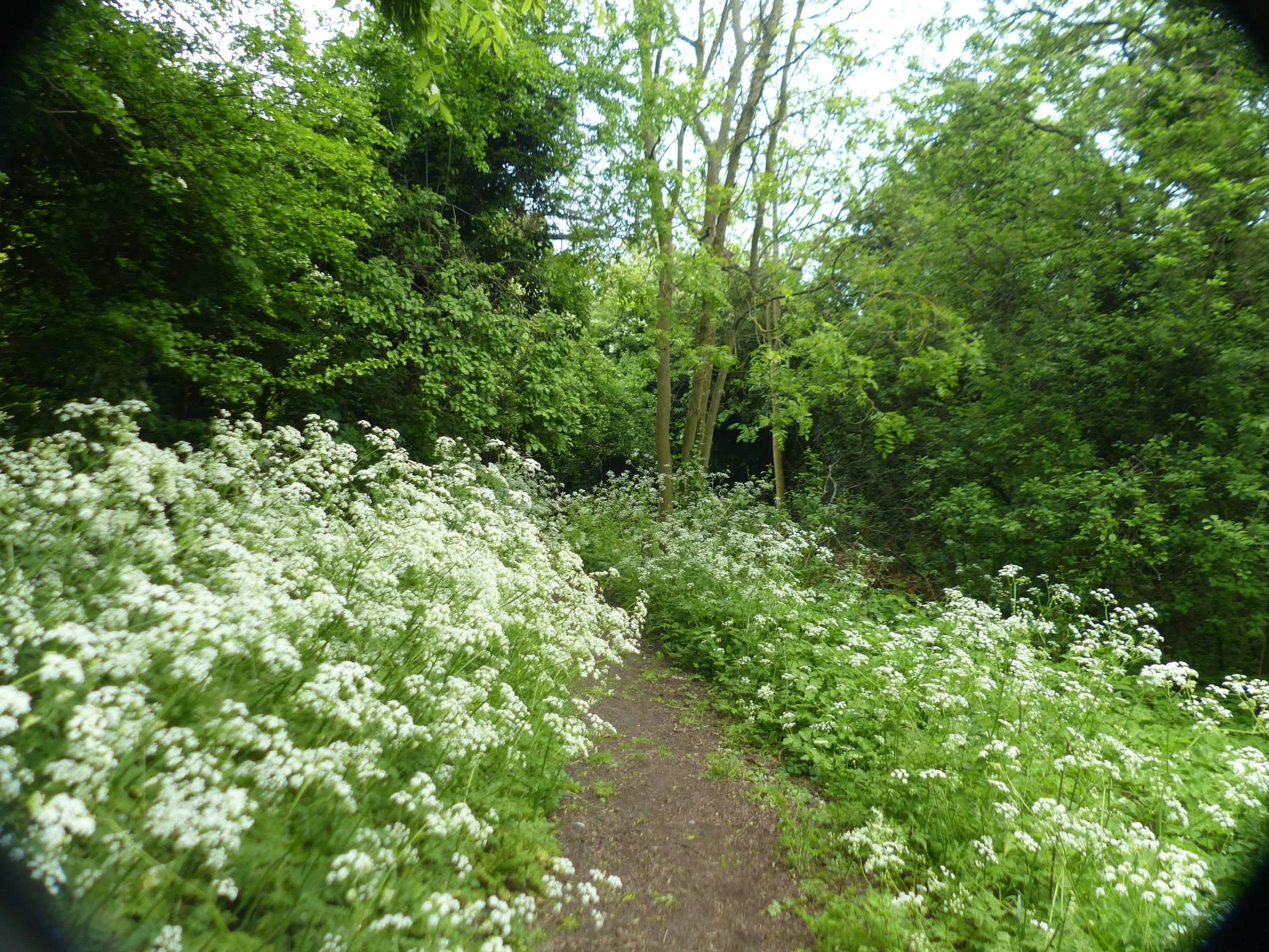 woodland.jpg