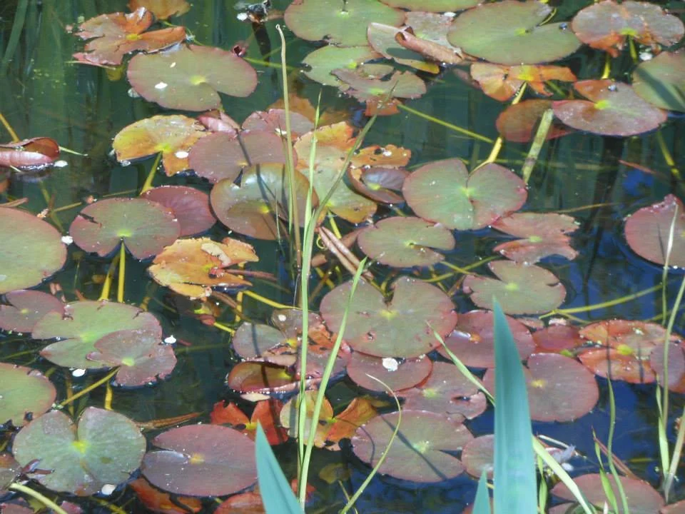 pond.jpg