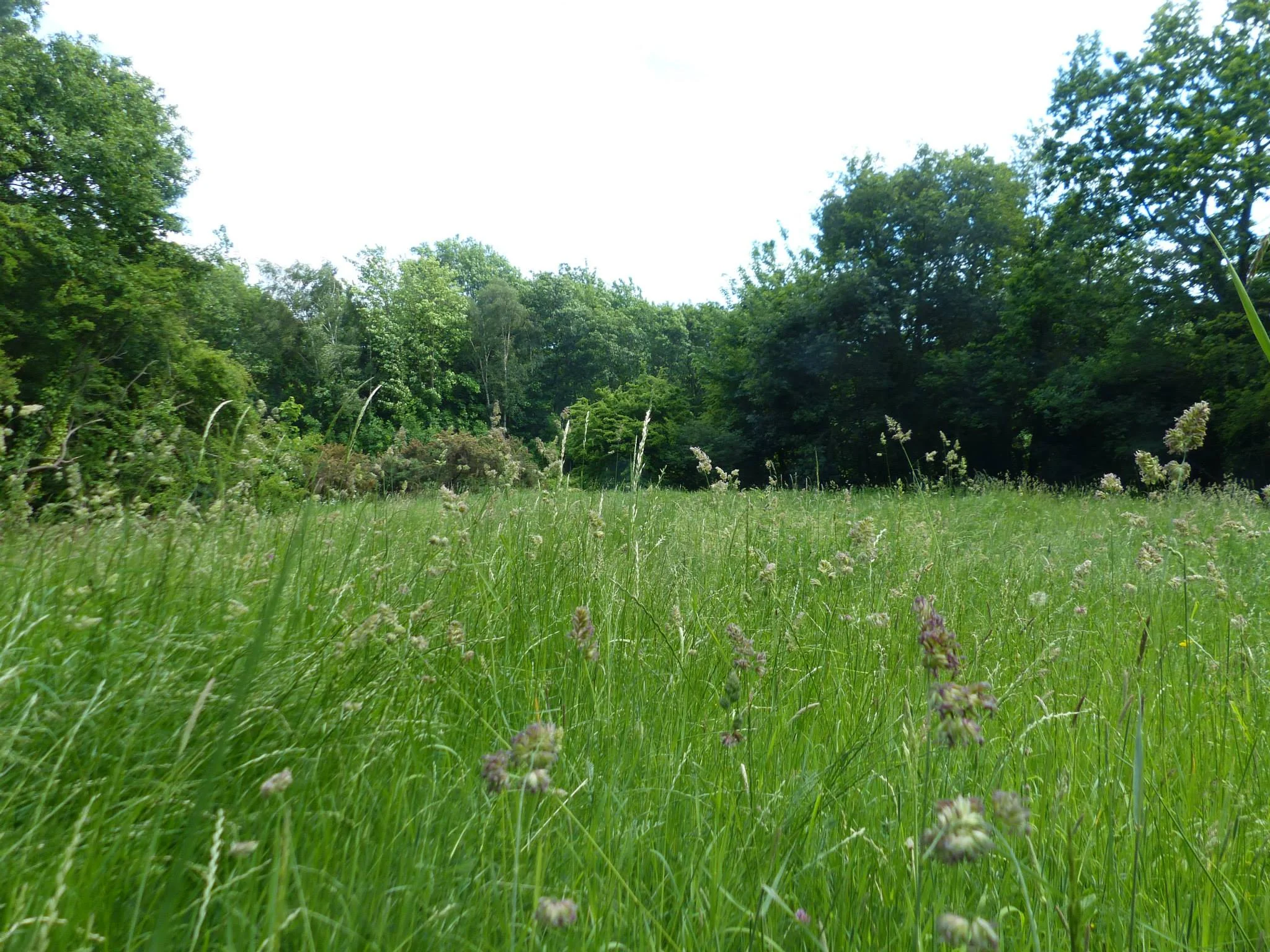 meadow.jpg