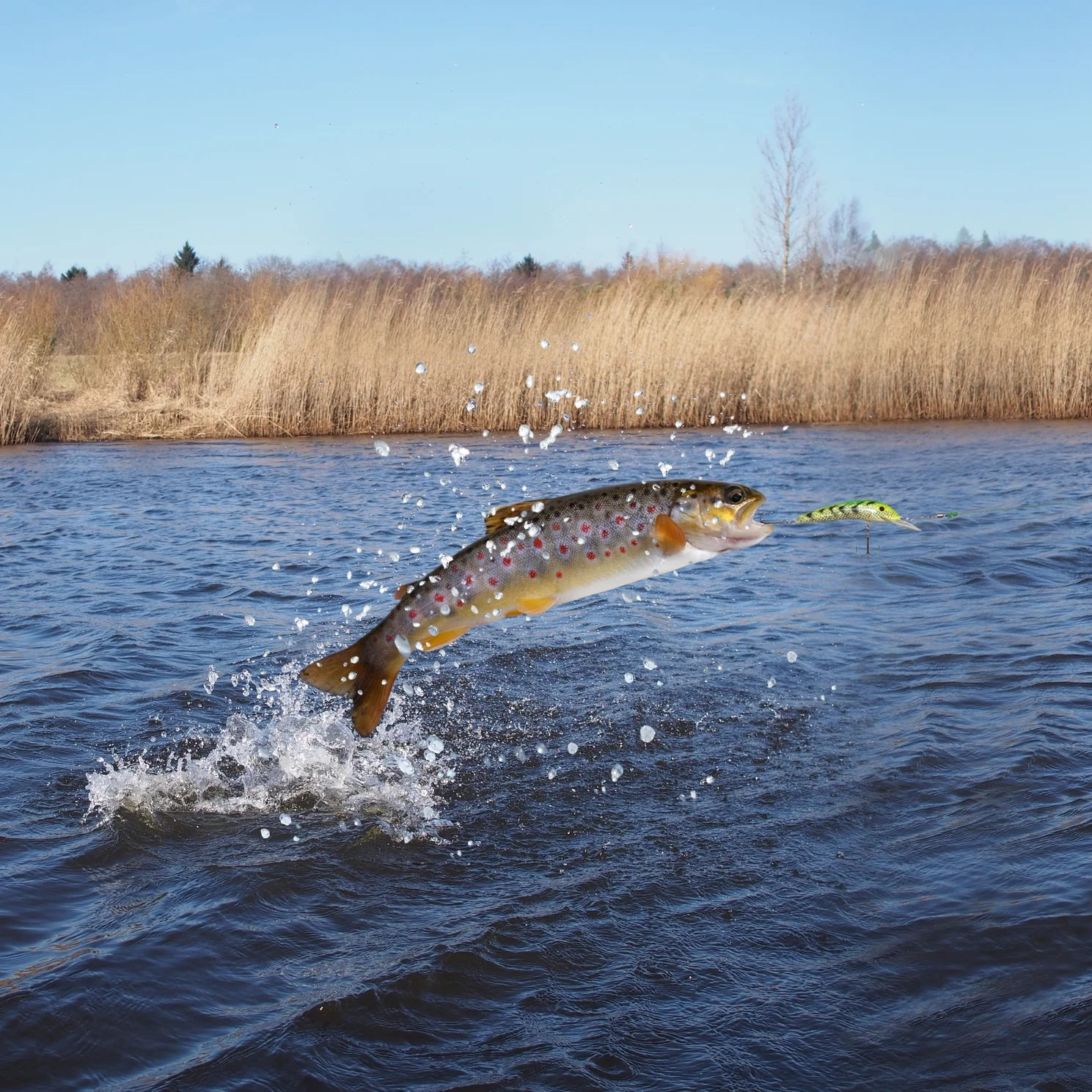 Depositphotos_70480703_l-2015.jpg