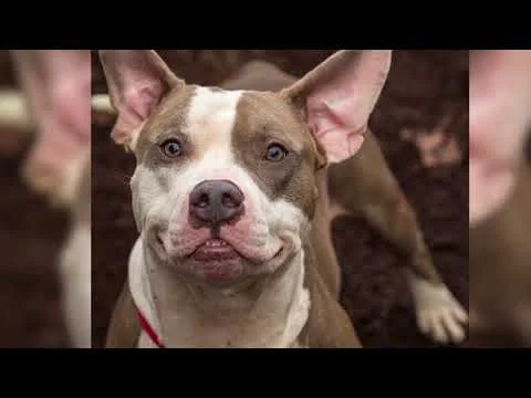 Man's Forgotten Friend