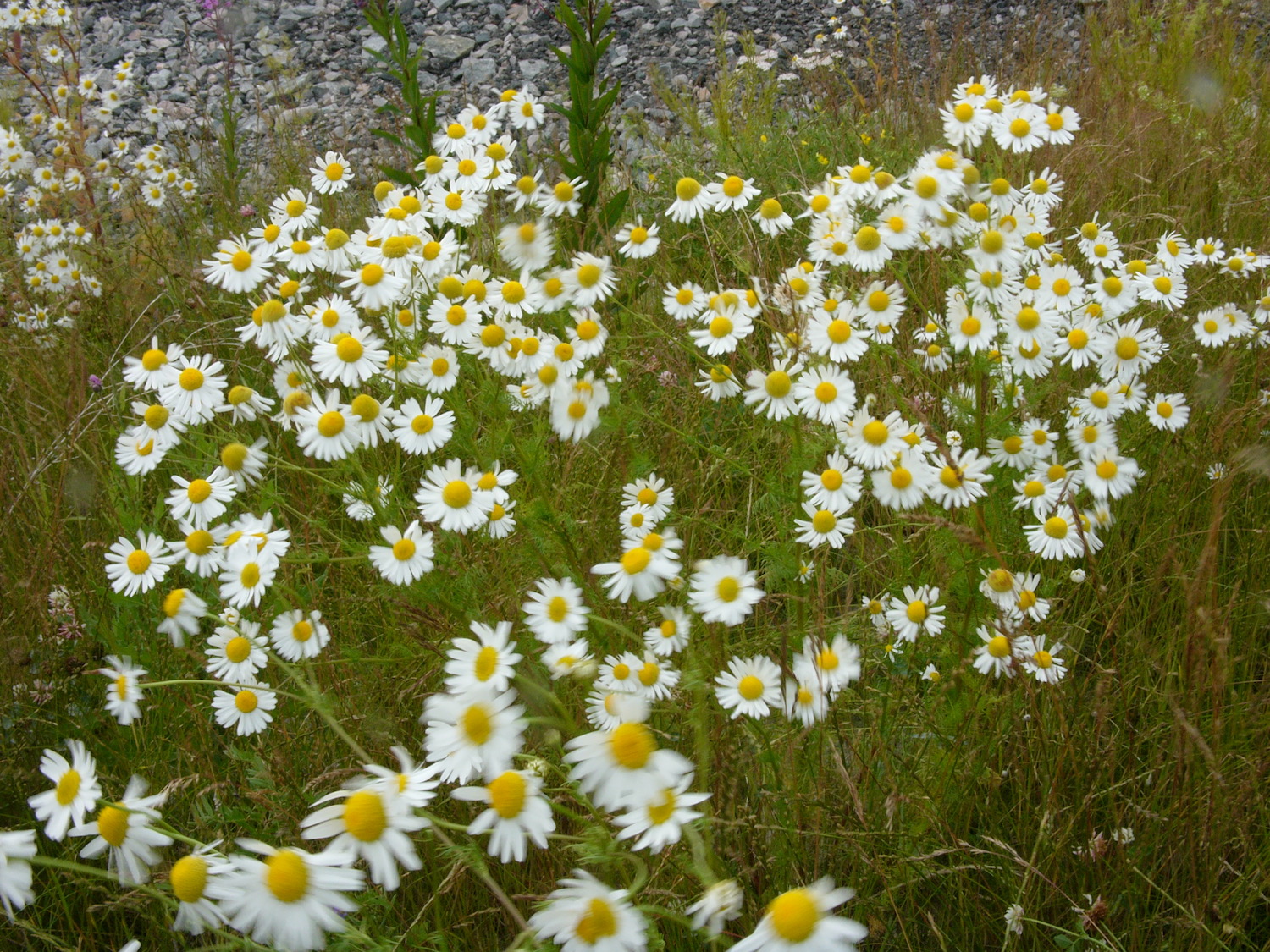 Camomile grows beside the streets