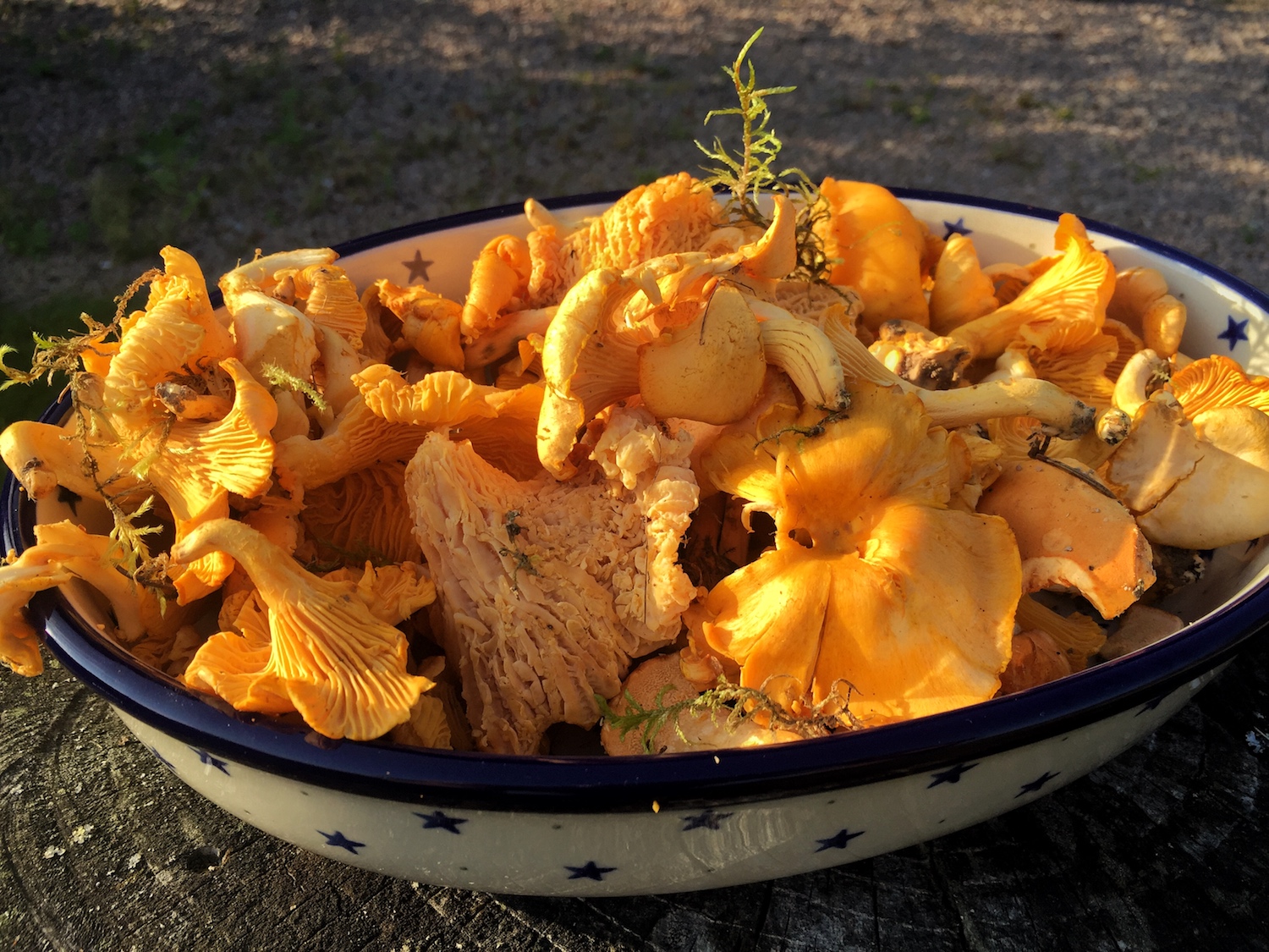 Chanterelle - our favourite