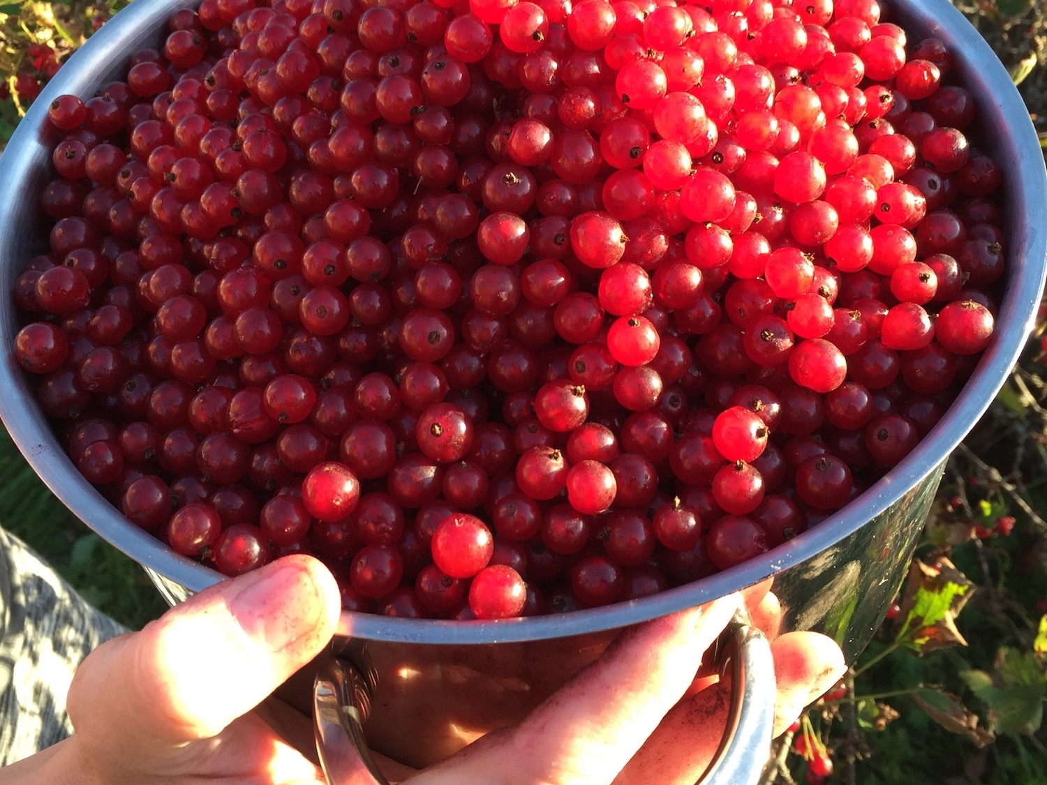 Berries - fresh & sour