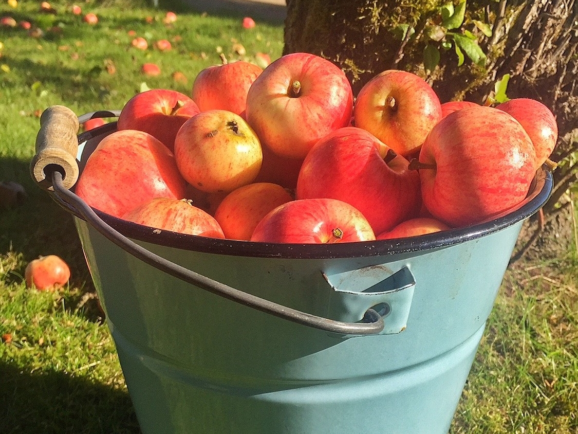 Apple harvest in September