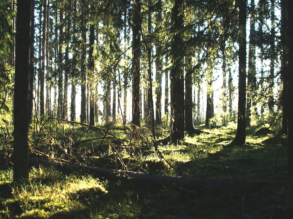 Forest in Värmland