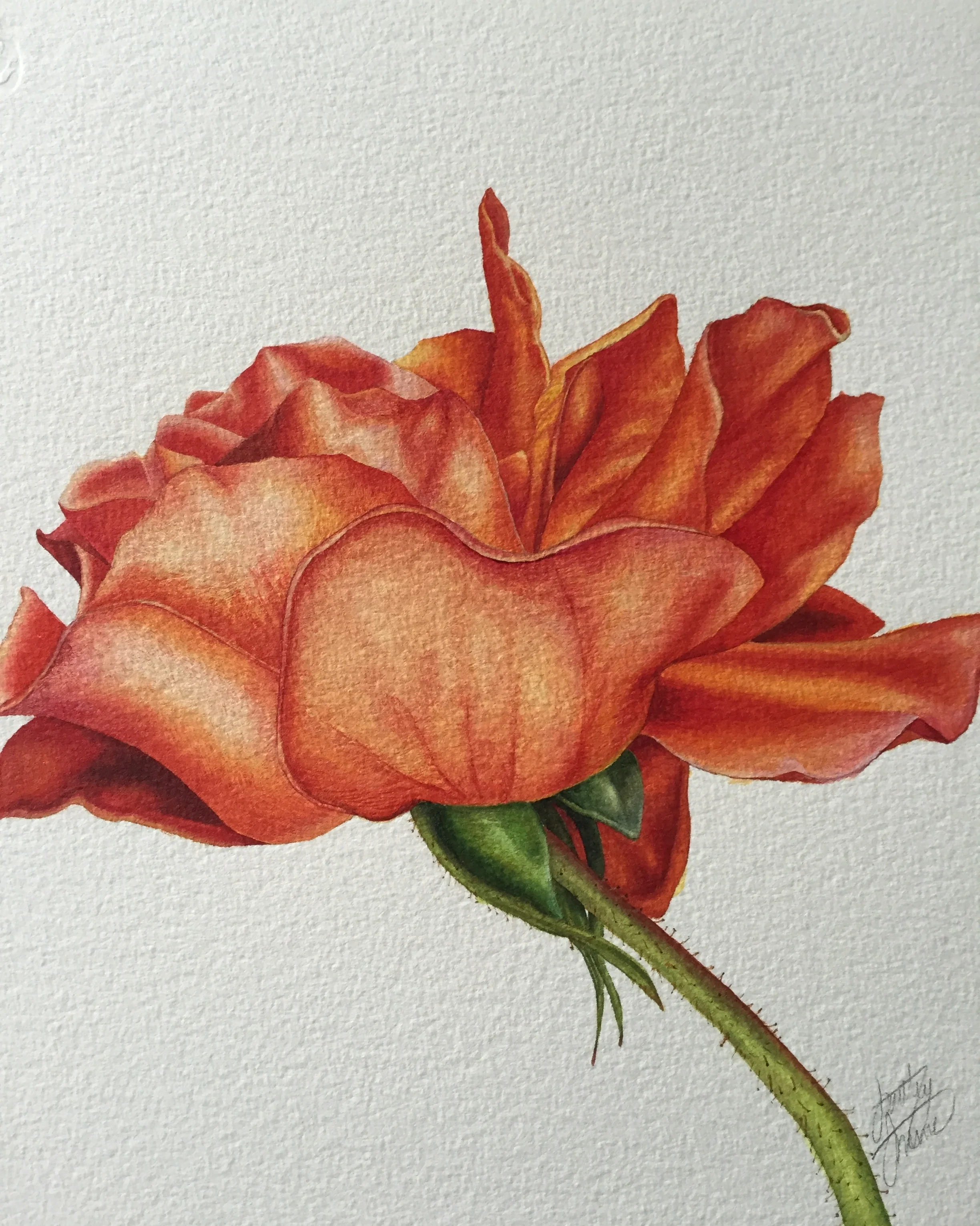 Classical realist painting and drawing; florals and still life