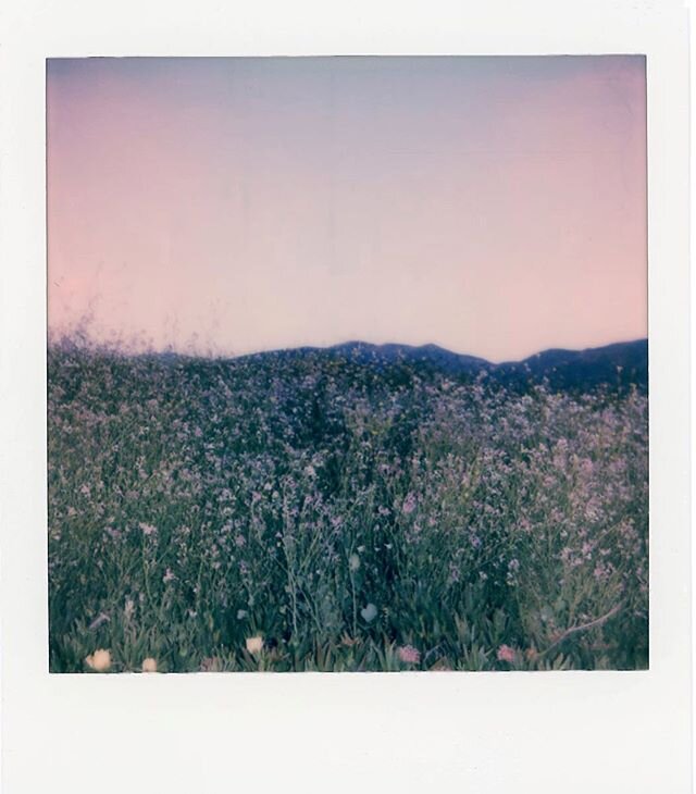 Roadside walk .
.
.
.
.
.
.
.
.
.
.
.
.
.
#polaroidcommunity🎞 
#polaroidweek 
#instantfilm
#_instnt
#instantfilmsociety 
#vcrmagazine 
#somewheremagazine 
#nowherediary 
#dreamersmagazine