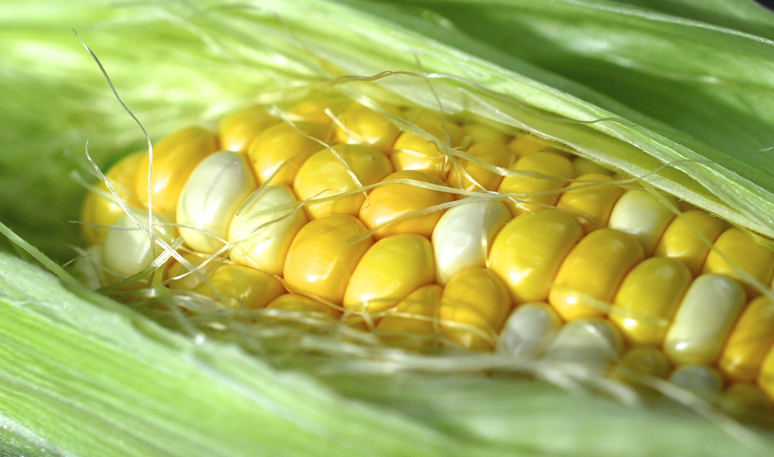 Gardening for Stress Relief, Health, and The Best Nutrition