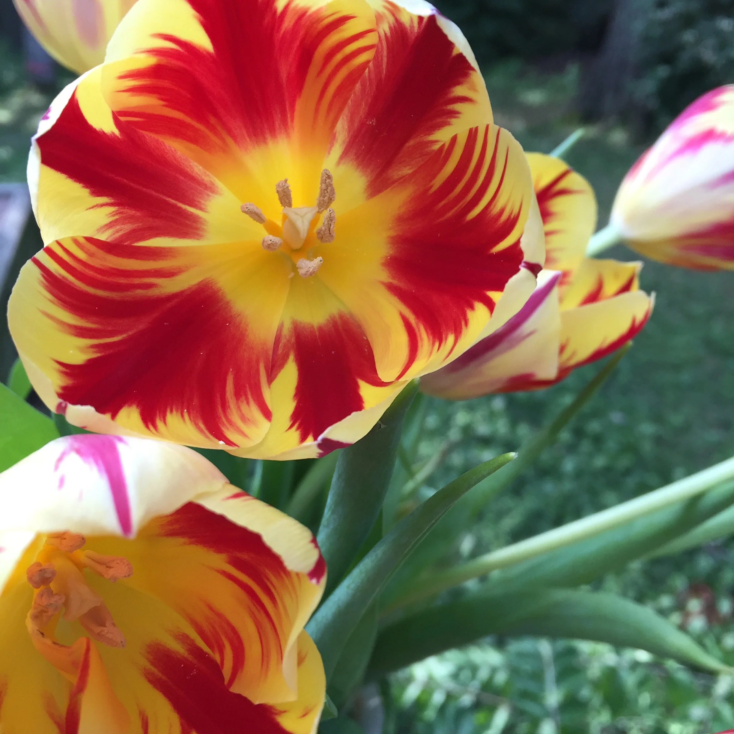 Please comment below on your favorite flower.