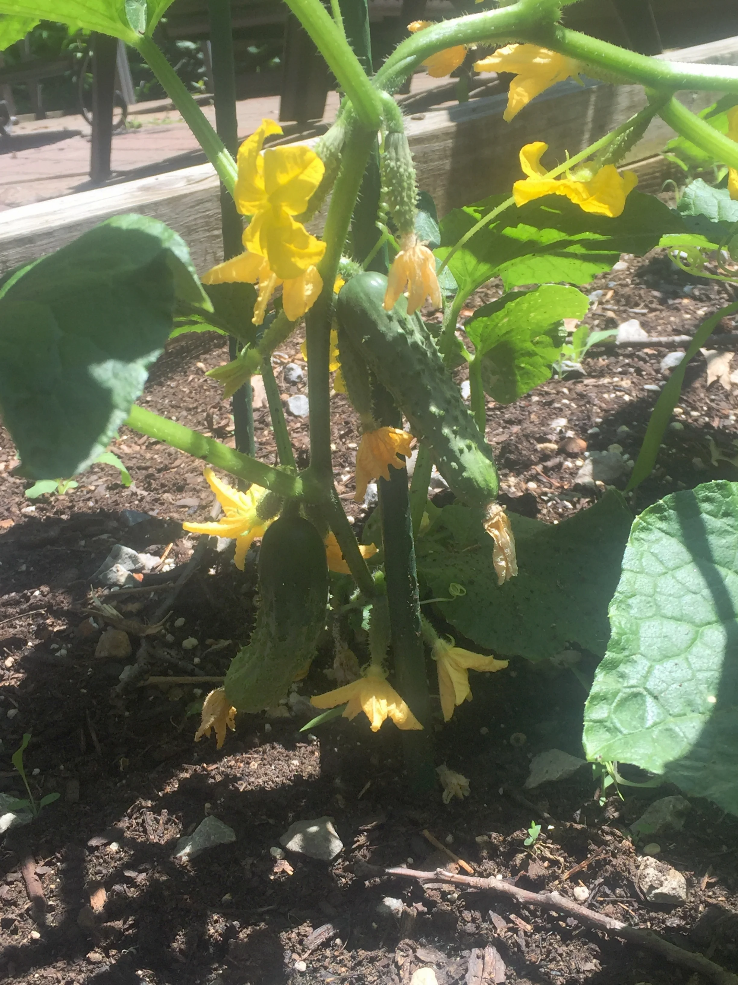 A Bountiful Garden: Time to Pickle and Can