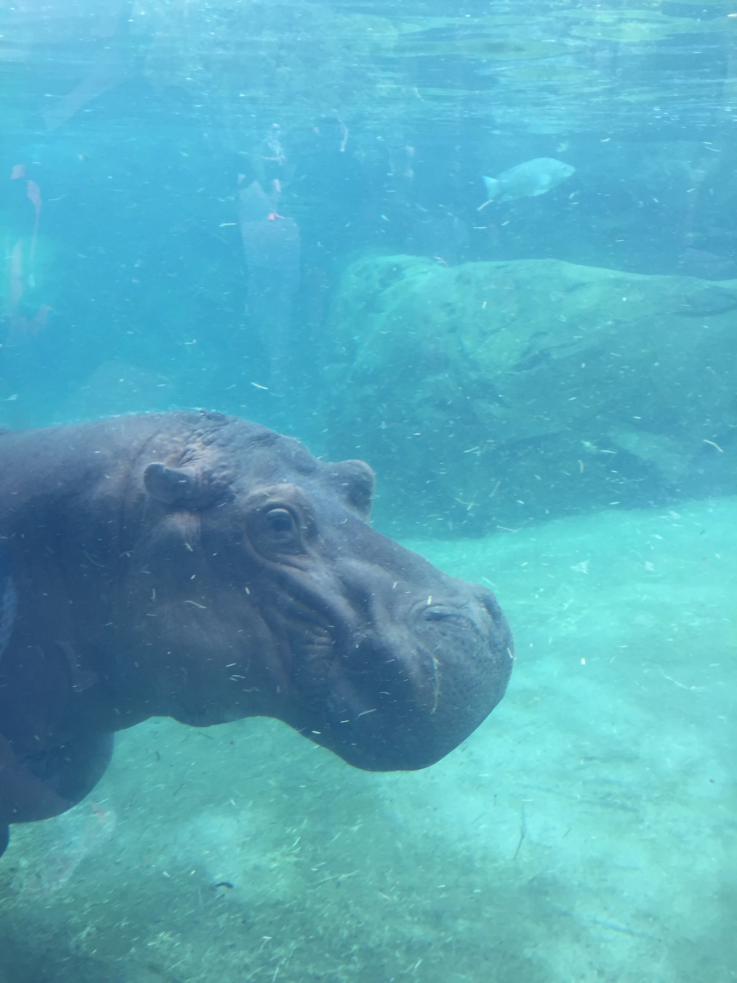 Underwater portion of the new hippo exhibit at the Cincinnati Zoo