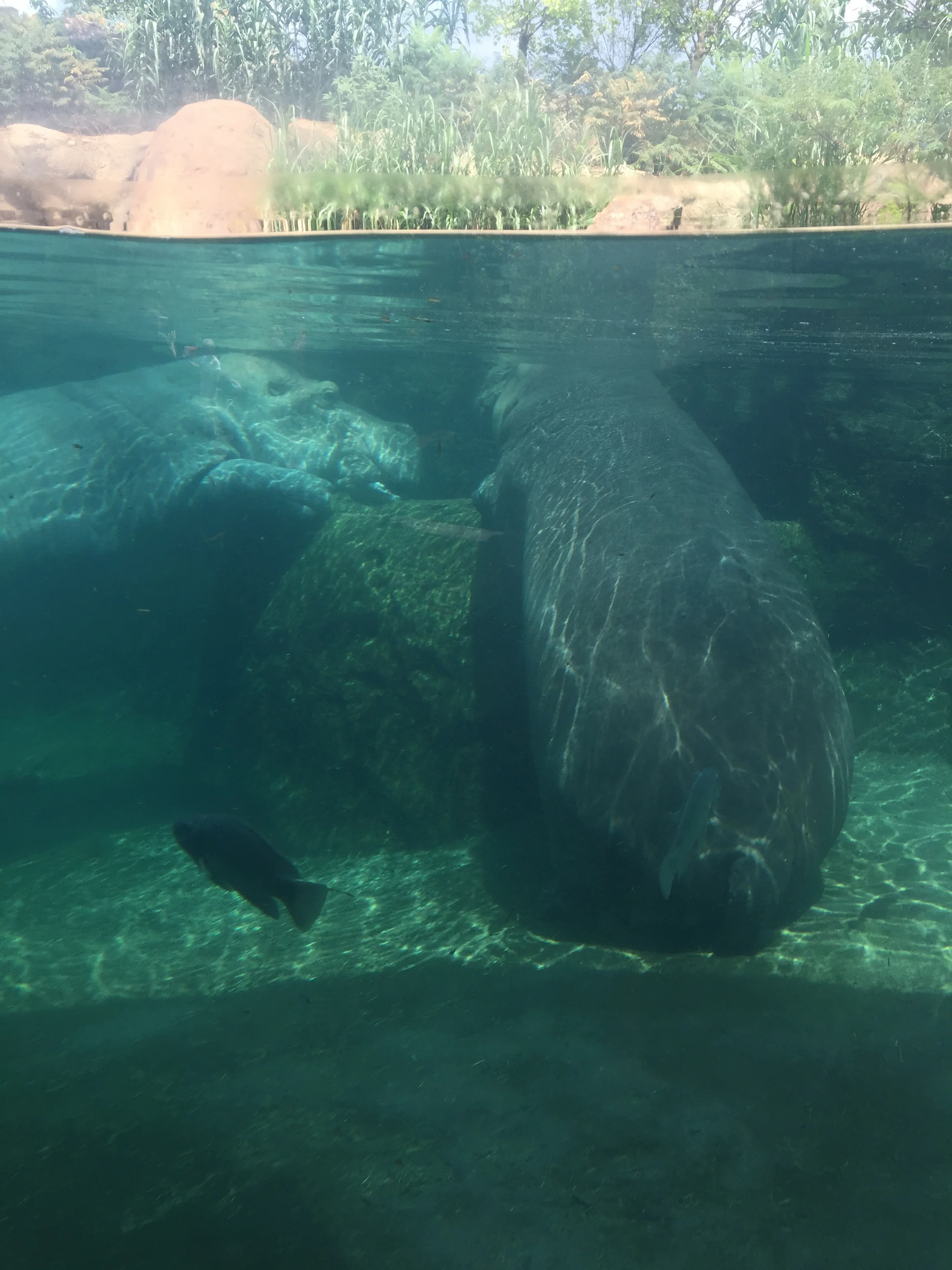 Henry & Bimi at the Cincinnati Zoo