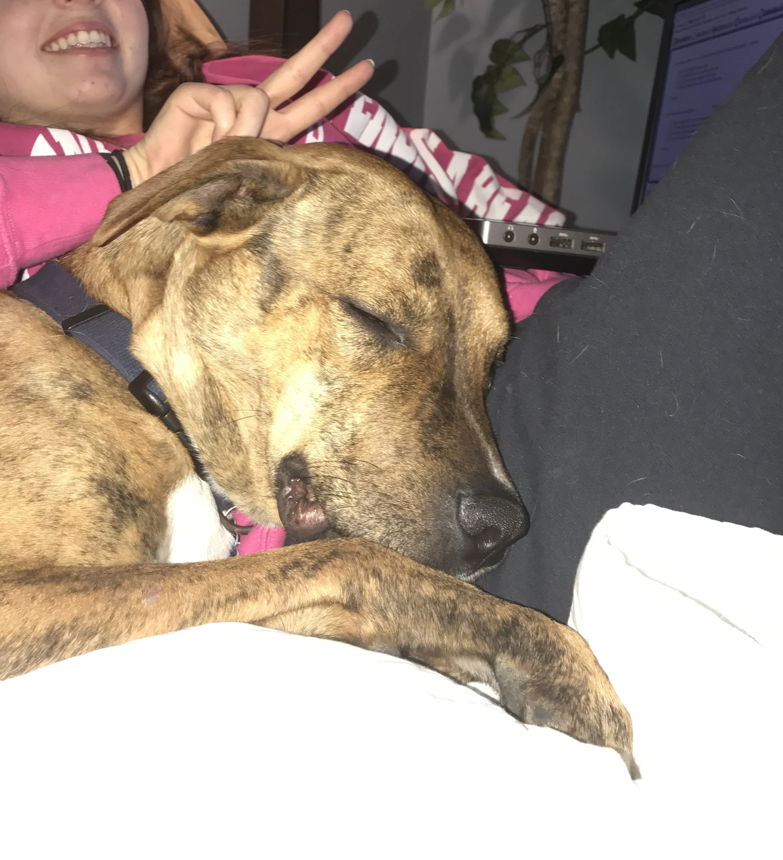 This is Bubba, the best Pitt we have ever owned. Morgan rescued Bubba a year ago and they bonded immediately. Bubba was incredibly gentle and responsive. He was smart and craved love. Unfortunately, he did bite a neighbor and we HAD to do the responsible thing and put Bubba down. It was one of the hardest things we have gone through as a family and Bubba will forever be missed and fondly remembered. WE had him cremated, just as you would a family member, so that we could keep him with us forever. We will never understand what happened that day, but we forgive him and love him anyway. 