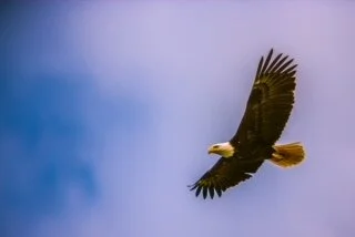 Find Your Freedom, Spread Your Wings, and Fly Like an Eagle 