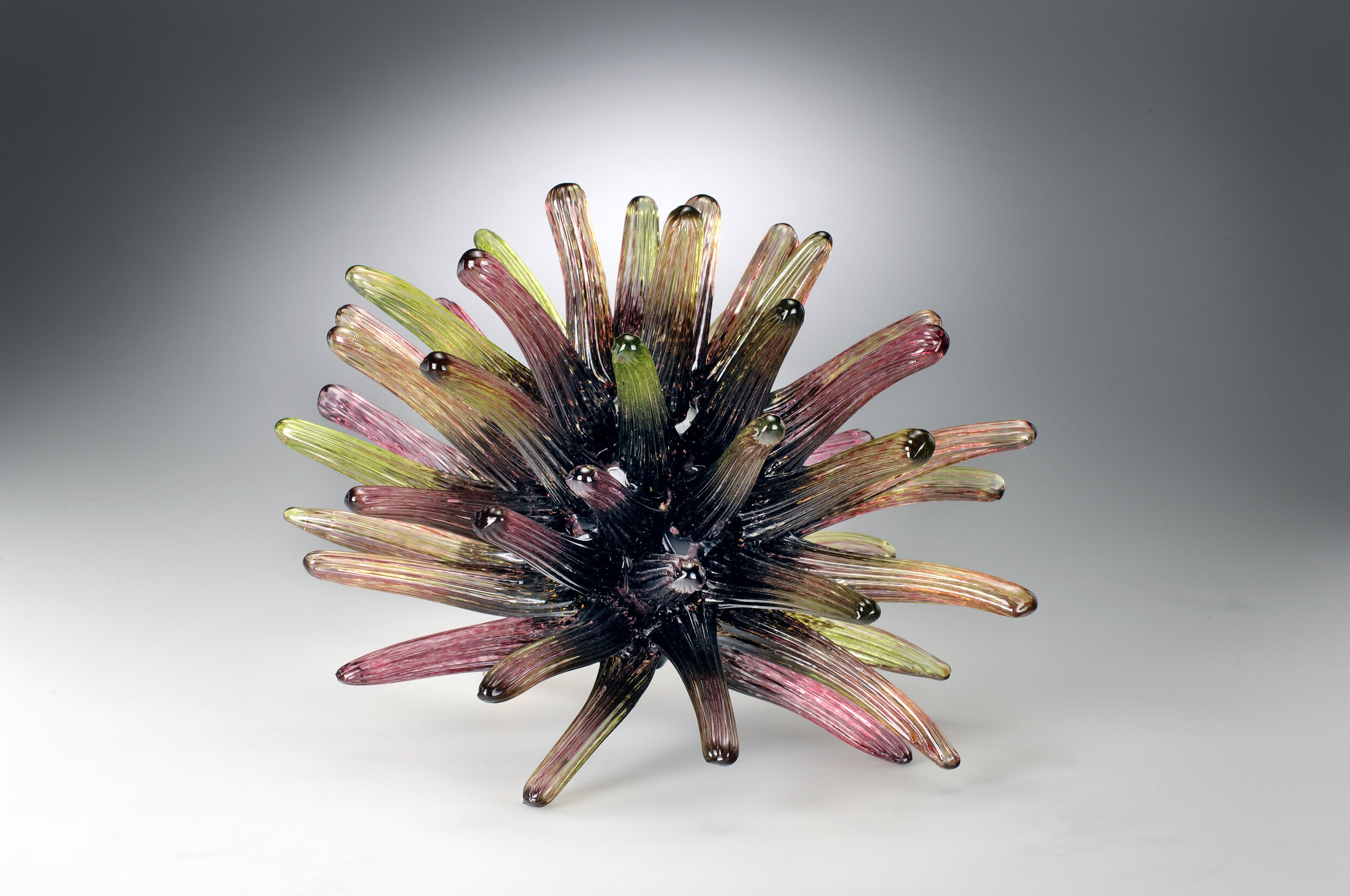 25 cm sea urchin.jpg