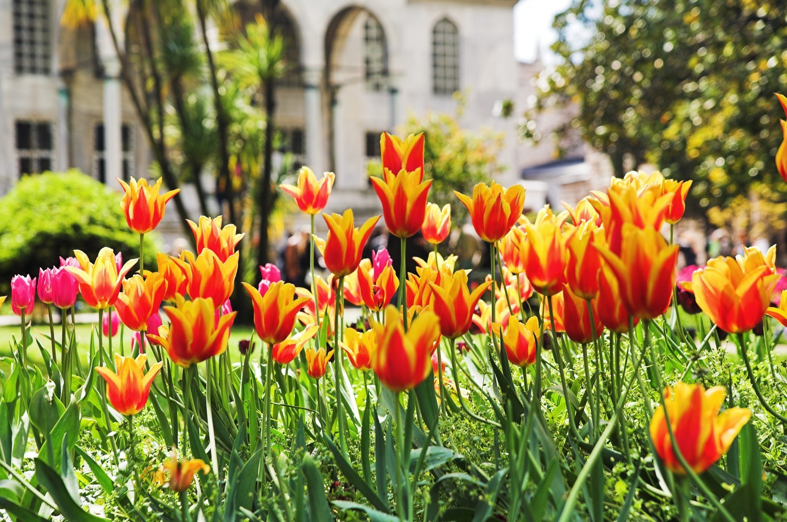 Tulips of Topkapı Palace