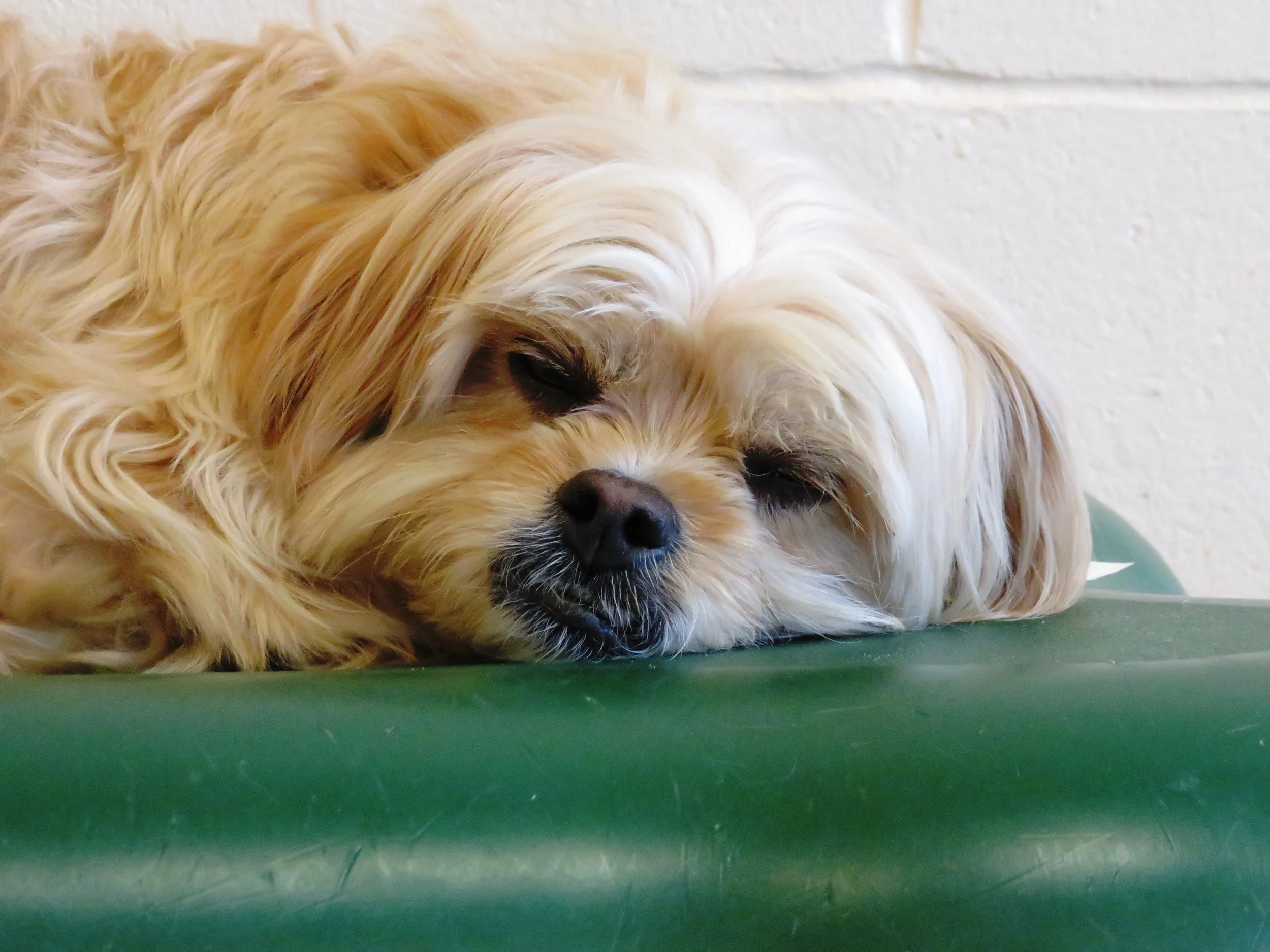 sunshine doggy daycare