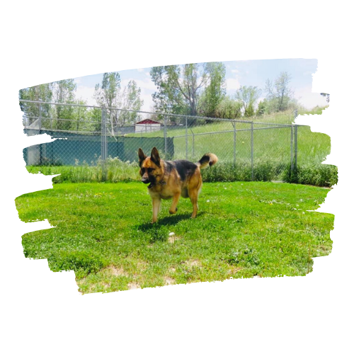 Club Pet Resorts Parker Home