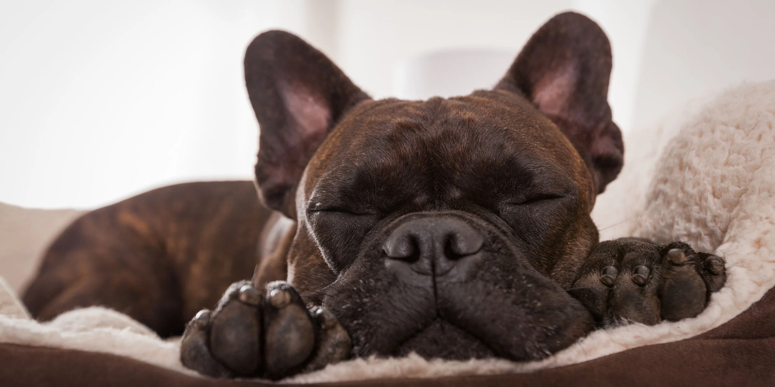 Boarding Dog Sleeping.jpg