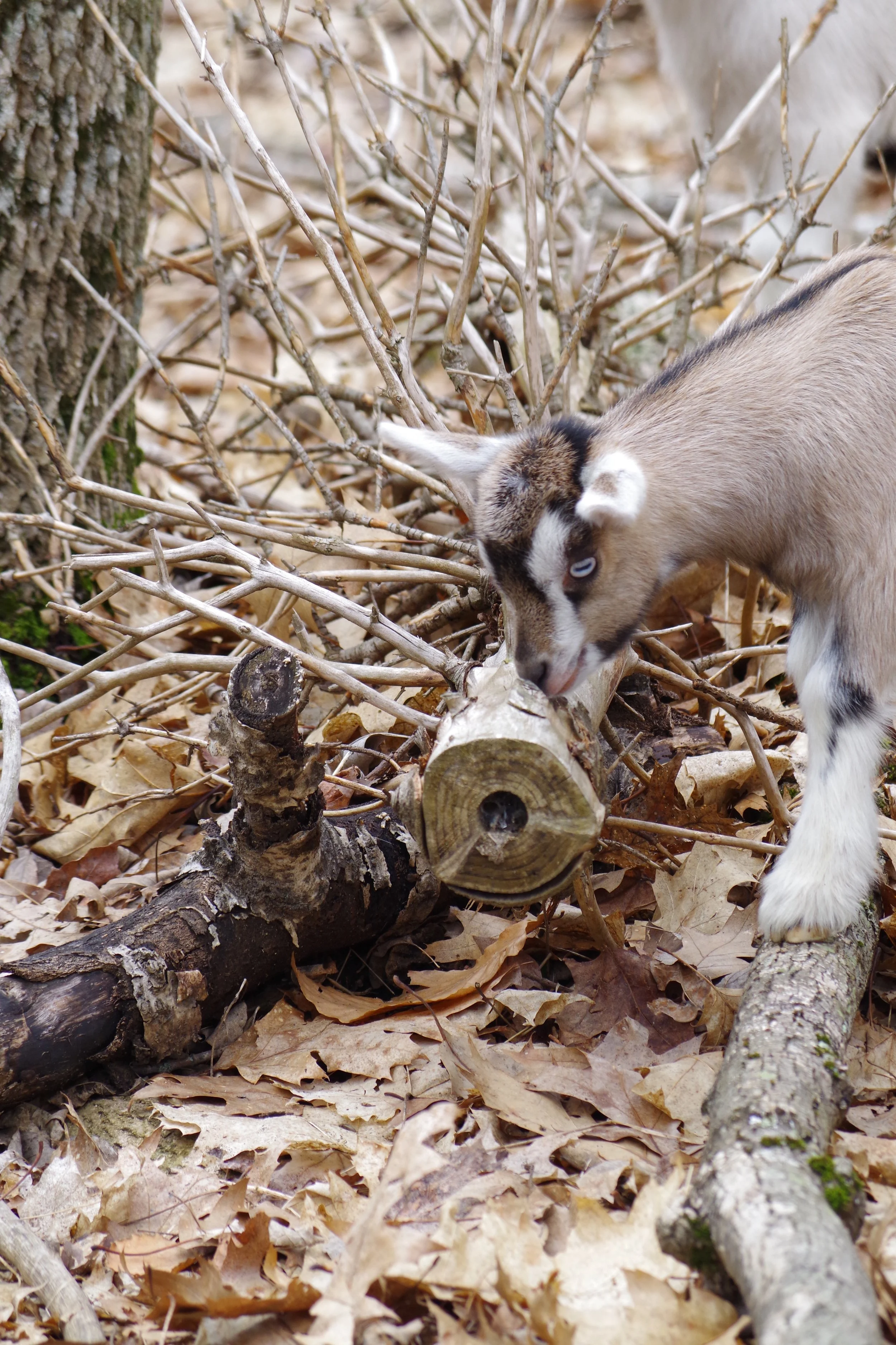 Knotty-goat-soapery-penny.jpg