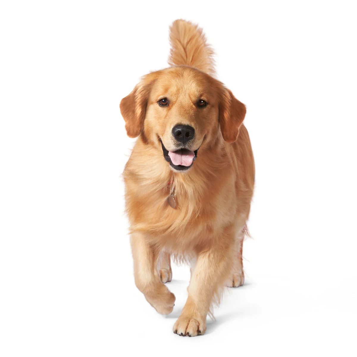 animals-photo-01.jpg