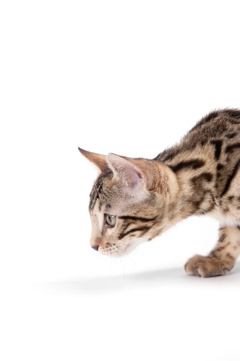 animals-photo-04.jpg