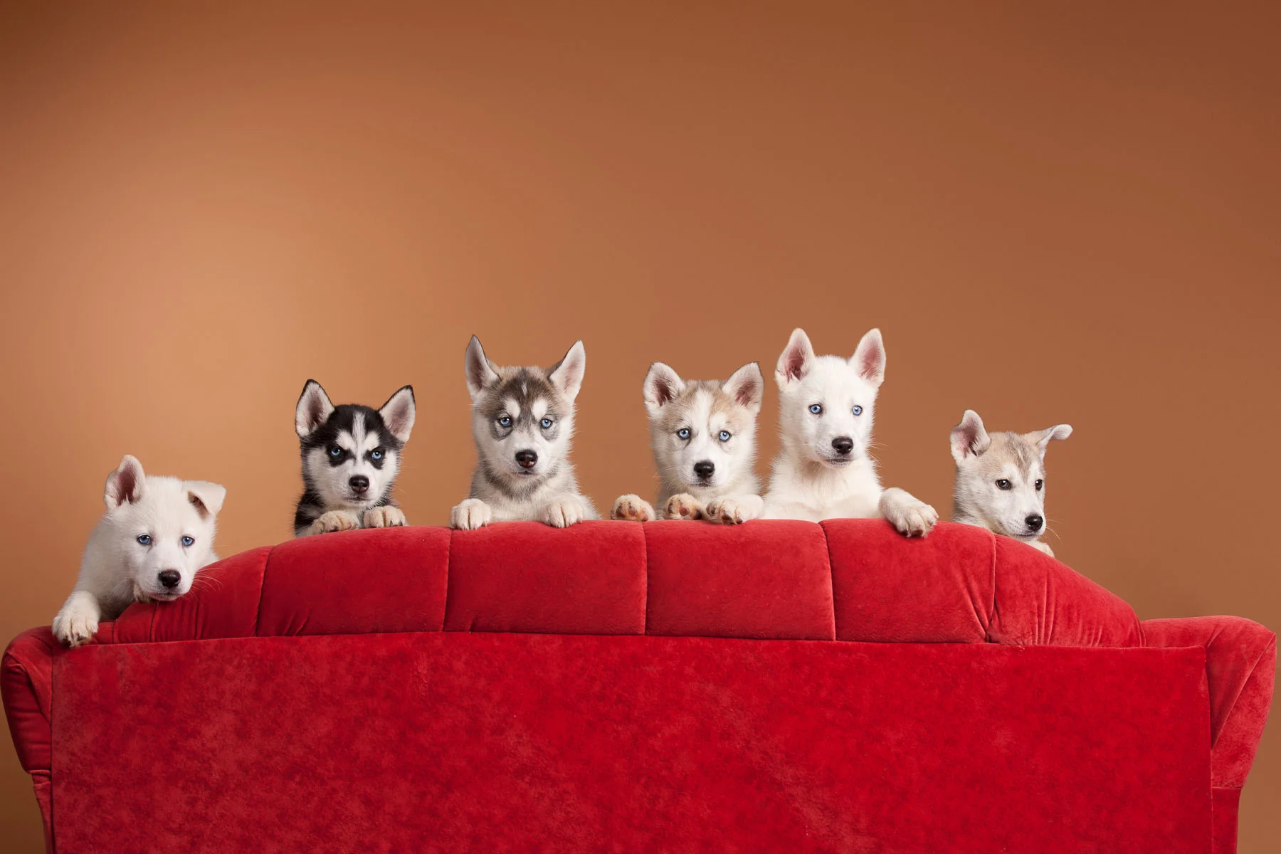 animals-photo-05.jpg