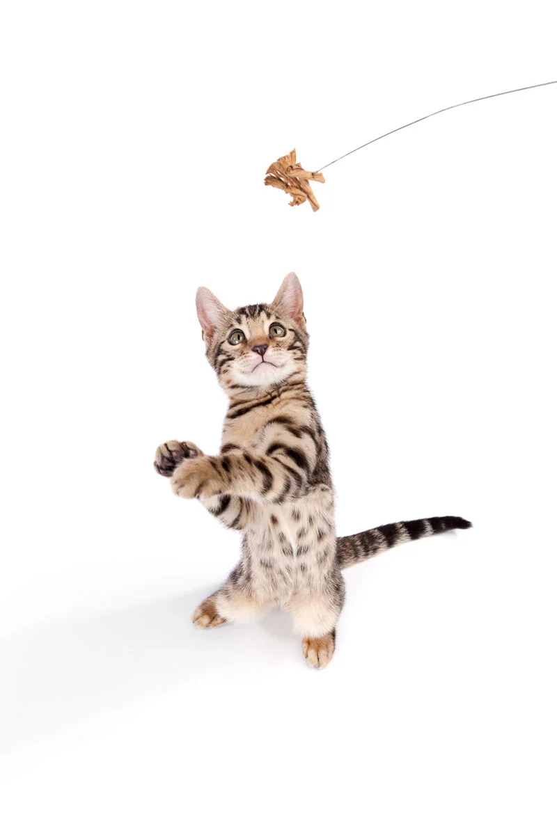 animals-photo-08.jpg