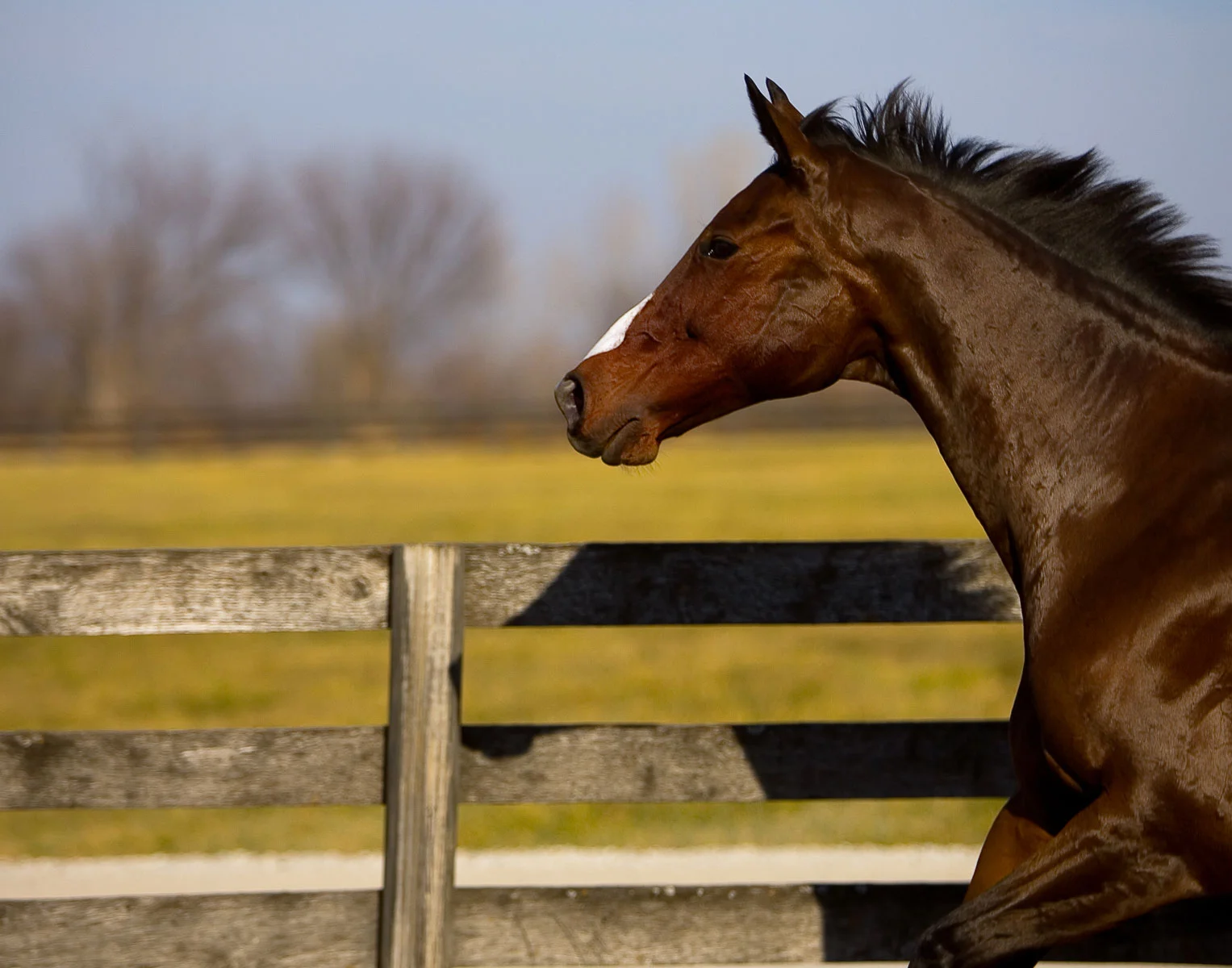 animals-photo-07.jpg