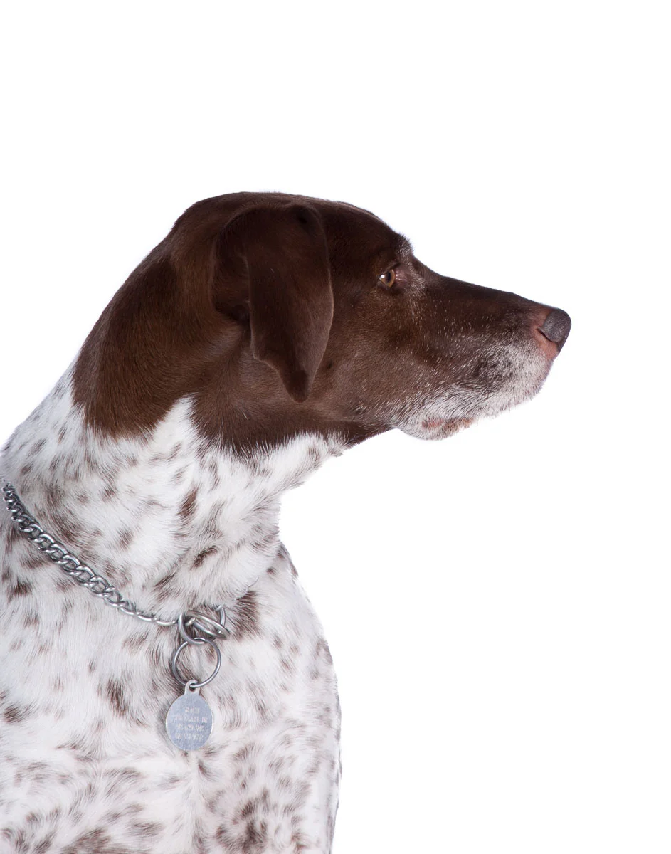 animals-photo-09.jpg
