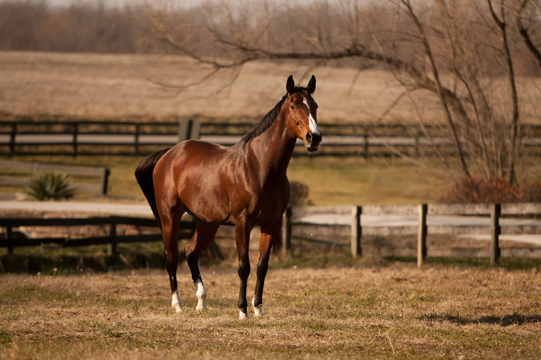 animals-photo-10.jpg