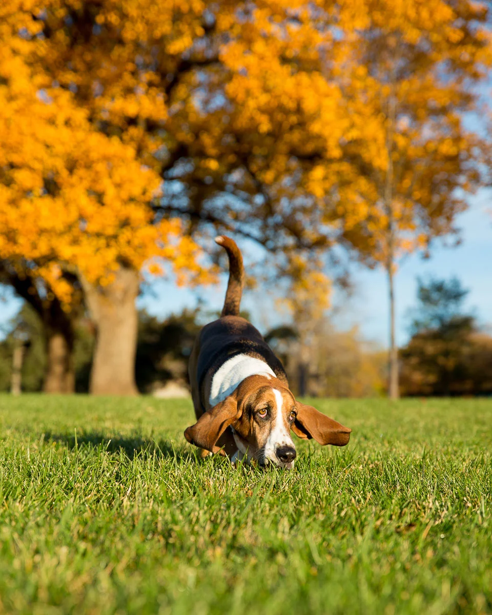 animals-photo-12.jpg