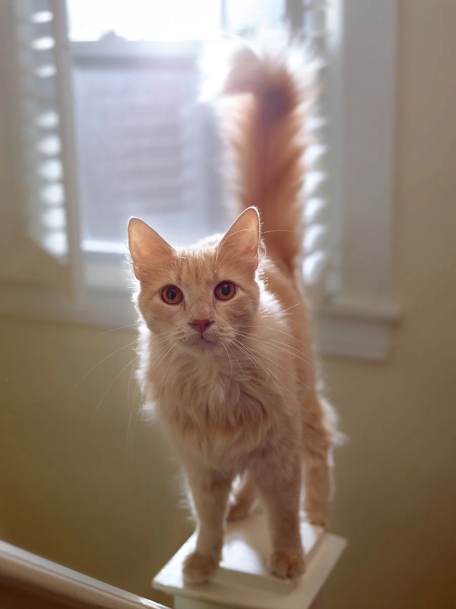 animals-photo-14.jpg