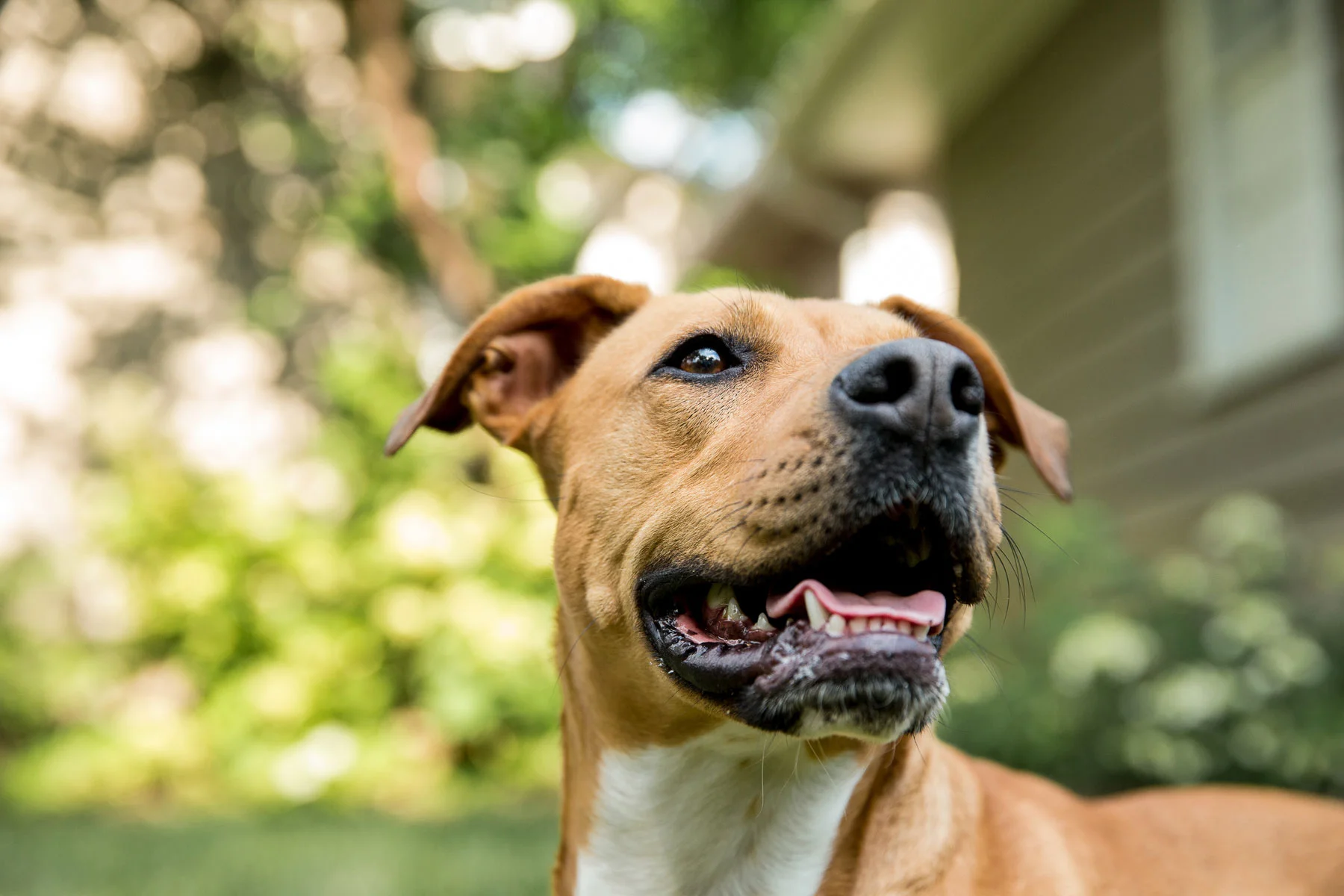 animals-photo-17.jpg