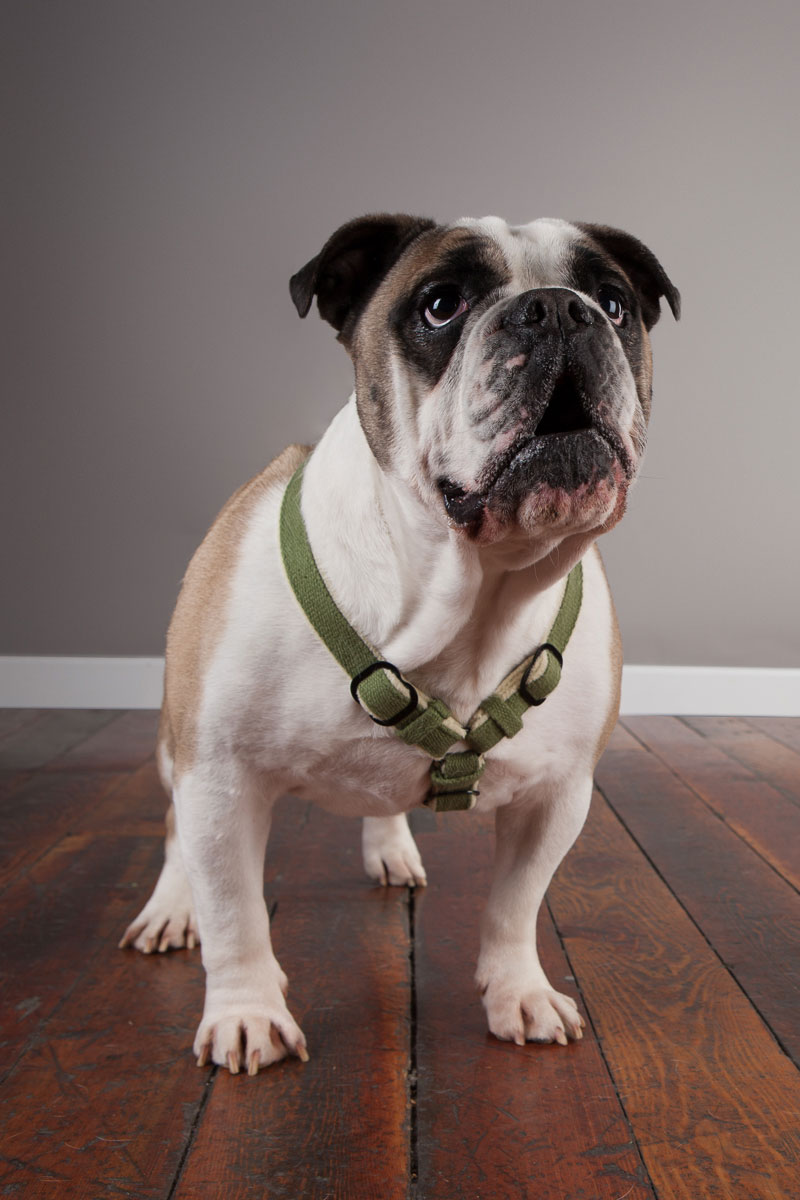animals-photo-18.jpg