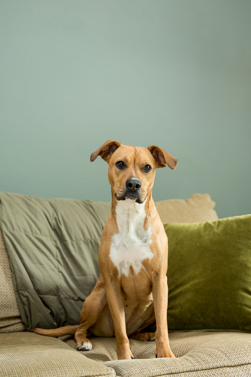 animals-photo-19.jpg