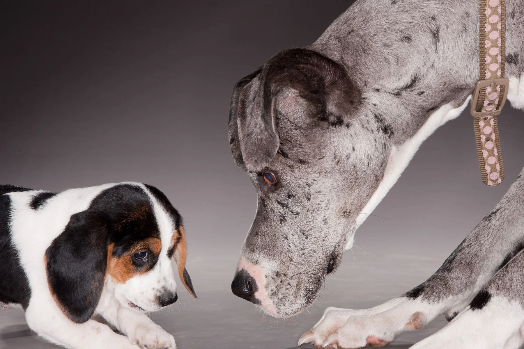 animals-photo-20.jpg