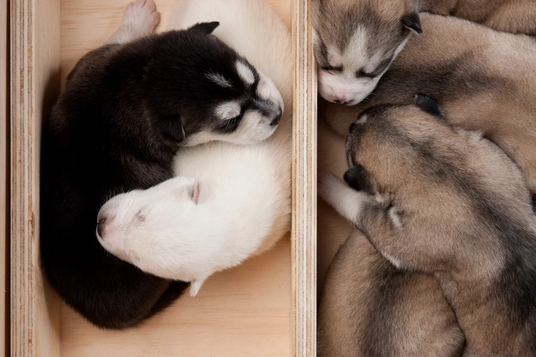 animals-photo-24.jpg