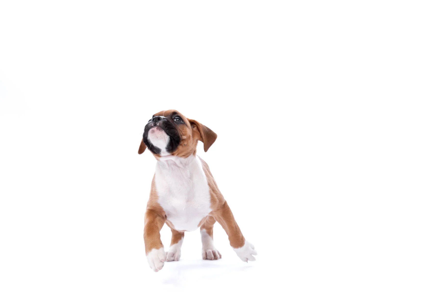animals-photo-28.jpg